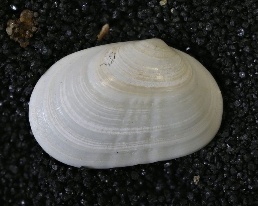 Holotype clam